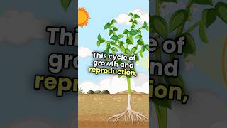 Pea plant growth and reproduction Timelapse 3danimation [upl. by Tengler]