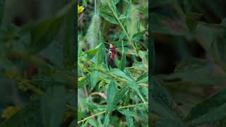 Dogbane leaf beetles [upl. by Simsar]