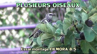 Test du montage vidéo FILMORA 85  TRANSITIONS [upl. by Rugen]