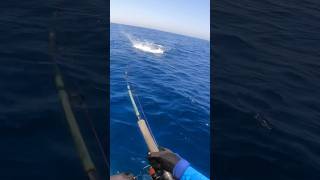 Insane Topwater Explosion 🎣🔥 fishing nature sea fish pescaria naturelovers sealife ocean [upl. by Felten]