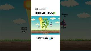 Photosynthesis EXPLAINED in 30 seconds What is photosynthesis 🌿 science for kids [upl. by Asyram450]