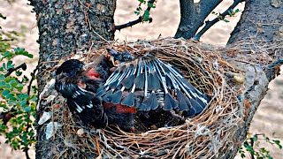 Unusual activities done by little drongo bird babies BirdPlusAnimals [upl. by Asile]