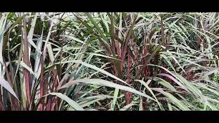 Red super Napier grassHow to grow red Napier grass [upl. by Akived]