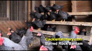 Barred Rock Bantam Chicken Breed Breeder Flock  Cackle Hatchery [upl. by Lattie]