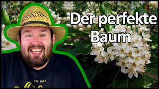 Der Baum des Jahres 2024  Die echte Mehlbeere  Flol [upl. by Ettenwad]