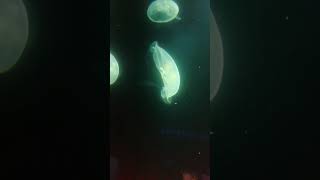 Bioluminescent Jellyfish  Glowing Jelly Fish [upl. by Kcinom]