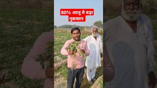 80 आलू खत्म ground reporting 2025 aalu reels viralvideo shortsfeed aalukebhav realfarmer [upl. by Fabrianna]