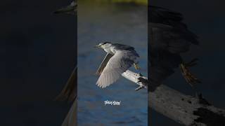 Night Heron during takeoff in slow motion heron nightheron wildlife [upl. by Adalie]