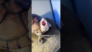 A turtle breathing with its neck hanging animals love shorts [upl. by Rusty908]