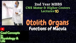 10 LIVE Otolith Organs Functions of Macula 2nd Year MBBS Vestibular Apparatus  3 [upl. by Janicki]