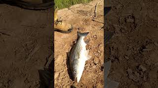 Striped Bass Fishing fishing stripedbassfishing fish [upl. by Polash]