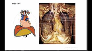 Illustration de lorganisation du médiastin [upl. by Ahtnahc598]