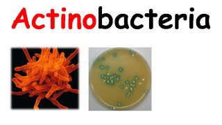 Actinobacteria [upl. by Lirba161]