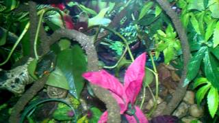 Tree Frog Paludarium FoggerNighttime Feeding [upl. by Sundberg474]