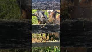 Grass Grazing Goats [upl. by Mont538]