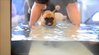 French bulldog on under water treadmill [upl. by Enohpesrep]