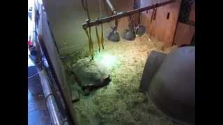 Winter enclosure for Homer Sulcata tortoisekeeping a large tortoise indoors for winter [upl. by Khoury631]