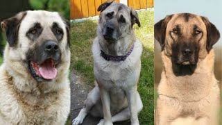 Anatolian shepherd  Funny and Cute dog video compilation in 2022 [upl. by Yordan]