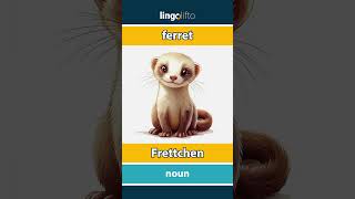 🇬🇧🇩🇪 ferret  Frettchen  vocabulary builder  learn English  Lernen wir Englisch [upl. by Ahsataj75]