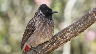 Red vented bulbul [upl. by Hajar624]