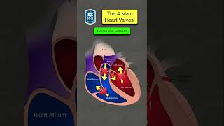 🔥 How to Remember the Heart Valves in 1 MINUTE Anatomy Location Function [upl. by Nealy754]