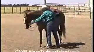 Horse Training Turn On Haunches Ground Work Turn On Hindquarters [upl. by Annmarie]