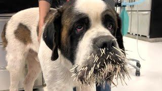 St Bernard Gets Loving New Home After Porcupine Attack [upl. by Ettenor]