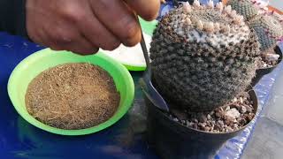 LOS MEJORES FERTILIZANTES CASEROS PARÁ CACTUS 🌵🌵 [upl. by Nnhoj724]