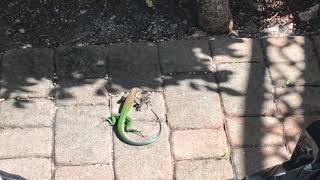 An invasive Giant Ameiva in Miami Florida [upl. by Cotter]