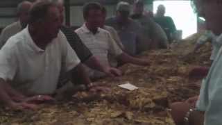 Last surviving live tobacco auction in the US for flue cured [upl. by Sydalg]