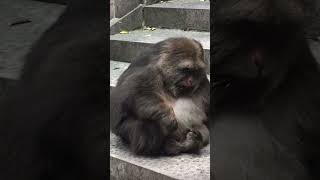 Cute fatty monkey clean her hand monkey animals shortvideo shorts shortfeed shortsviral short [upl. by Bubb]