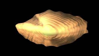 What is an Otolith [upl. by Teresita283]