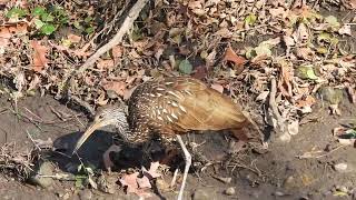 Limpkin on Thanksgiving 2 [upl. by Ditzel]