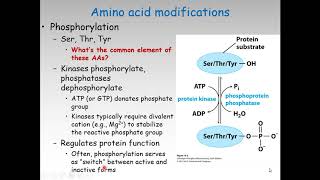 Chapter3Amino acids peptides and proteins Part2 [upl. by Teddi]