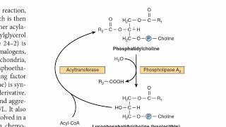 Phosphatidylcholine Metabolism  Lecithin Metabolism  Phospholipids Metabolism  G3P Biosynthesis [upl. by Hadihahs]