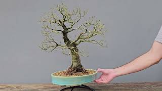 Bonsai Fícus Organensis 18 Anos Masterpiece [upl. by Sassan]