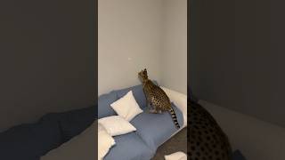 Serval playing with Laser cat servals serval shorts [upl. by Ellingston]