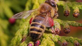 Honigbienen an einer Thuja [upl. by Sachi]