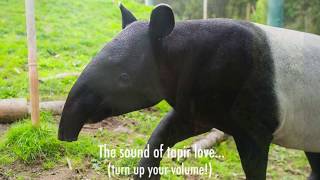 What tapir love sounds like [upl. by Aenad]