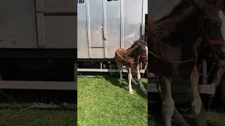 Astle park country show horse horses showhorse countrysidelife animalshorts [upl. by Aihsetel]