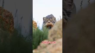 Pallass cat after hunting I Nook for Wildlife [upl. by Cinnamon]