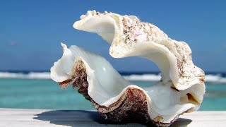 Phylum Mollusca Part 3 Class Bivalvia Clams Oysters Mussels etc [upl. by Goldman162]