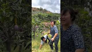 Sweet mango 🥭🥭 harvesting  mango farming with rural farmershorts mango youtubeshorts [upl. by Nilkoorb557]