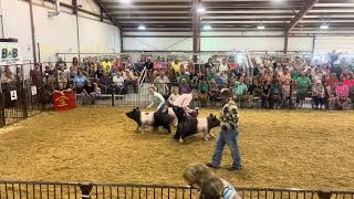 2024 Greene County Fair Crossbred Market Gilt Final Drive Judged by Ryan Rash [upl. by Eusebio]