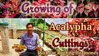 Grow Acalypha Cuttings Without using Rooting Hormone Powder [upl. by Aleakam853]