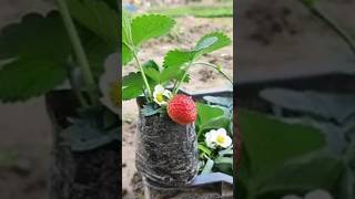 Strawberry plant Result🍓🌿😍indianfarmer phoolpatte strawberryplant indiangardeners viralshorts [upl. by Nylirad199]