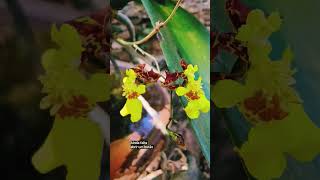 Oncidium montanum shorts [upl. by Armilla414]