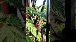 tomato homegrowntomatoes gardening tomatogarden plants tomatoe agriculture tomatoflower [upl. by Ymac306]