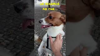 Ernesto react  quotO enganado 2quot fooled cachorro humor [upl. by Adnilrem124]