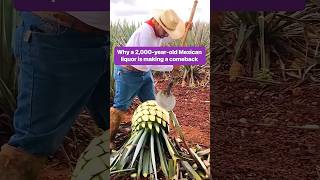 Pulque isnt nearly as popular as tequila or Mezcal due to false rumors alcohol mexico [upl. by Jabe956]